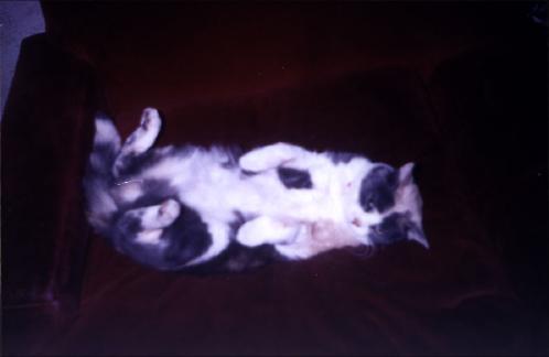 [Aqui deberia aparecer mi gata]